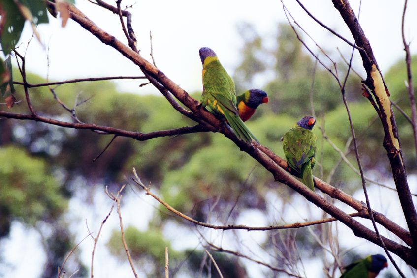 bird_rosella4.jpg