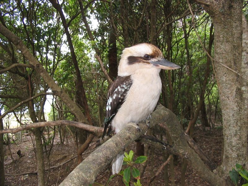 pebbly_beach_kookaburra.jpg