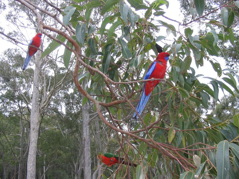 pebbly_beach_rosellas.jpg