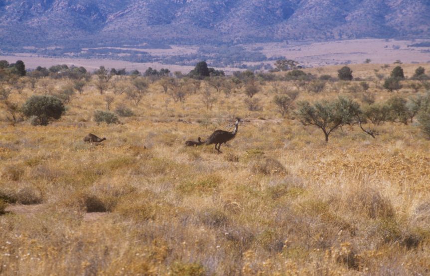 t2_emus2.jpg
