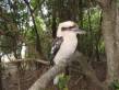 pebbly_beach_kookaburra.jpg
