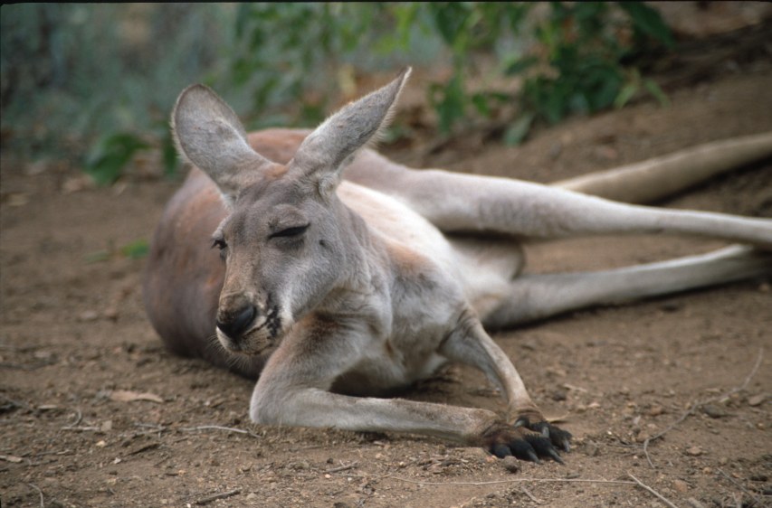 12b_roo_relaxing.jpg