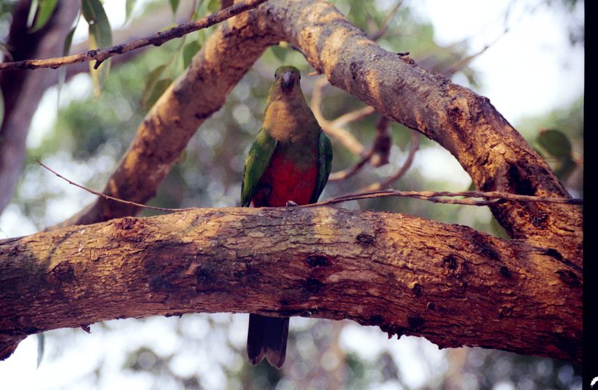 bird_rosella8.jpg