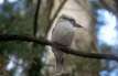 t2_kookaburra.jpg